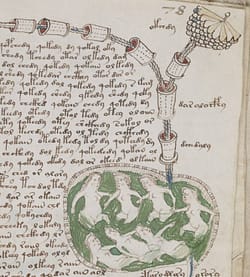 Detail from page 78r of Voynich Manuscript depicting the "biological" section.