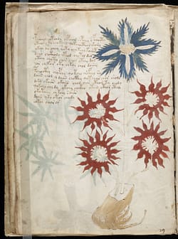 An image of a page from the Voynich Manuscript, a mysterious manuscript from the 15th or 16th century that has yet to be deciphered.